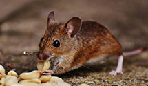 24 Hour & Emergency Exterminators in Irvington, NJ